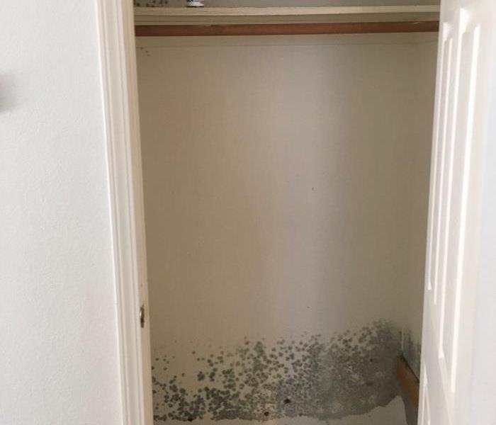 Mold colonies on the interior of a closet