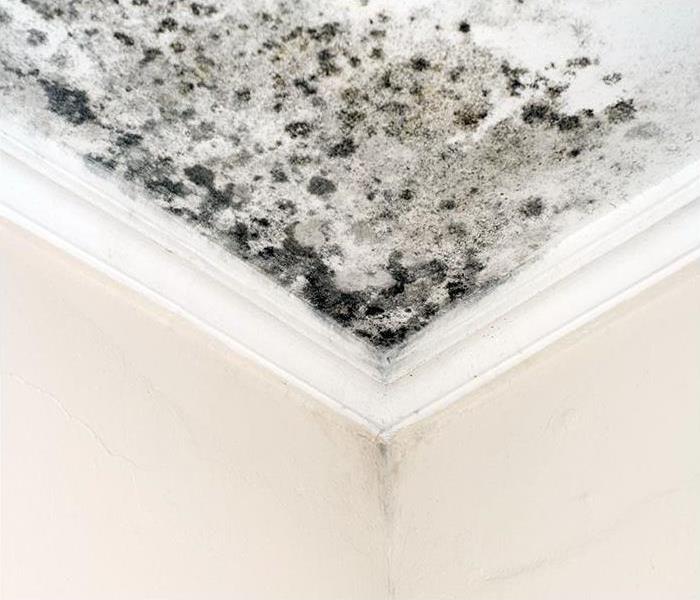mold growing on ceiling after a leak